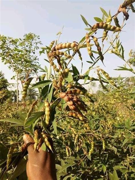 Matériel Agricole Semences de pois d angole au Togo CoinAfrique Togo