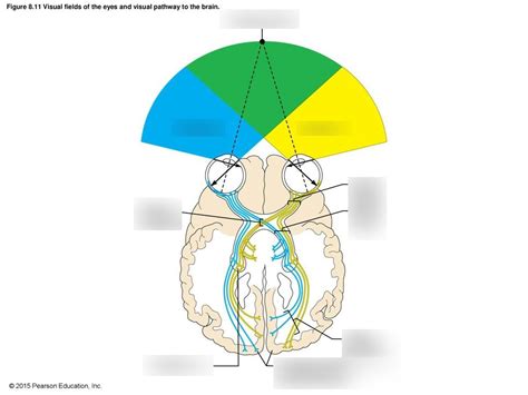 Visual Fields Labelling Diagram Quizlet