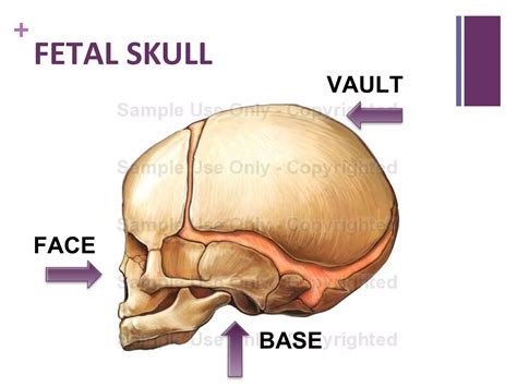 fetal skull