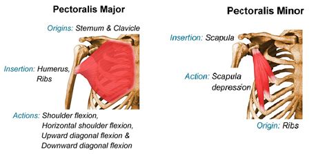 Diagrams Of The Pectoralis Major Muscle - Hot Teen Emo