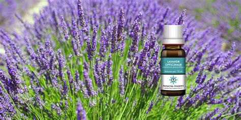 Huile Essentielle De Lavande Officinale Lavandula Angustifolia