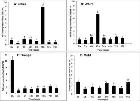 Expression profiles of HSP70 in three different strains and one wild ...