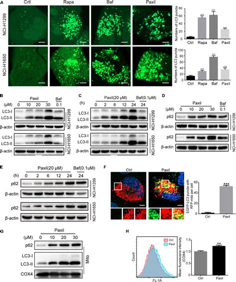 Frontiers Blockage Of Autophagic Flux And Induction Of Mitochondria