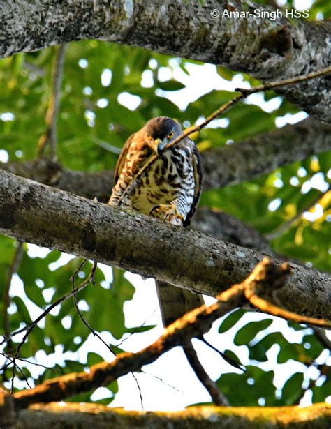 Crested Goshawk – nesting behaviour - Bird Ecology Study Group