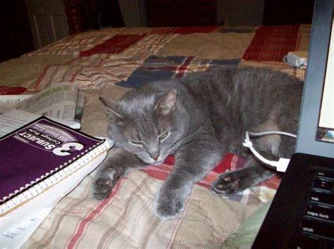 Sleepy kitty blogging | don't do that