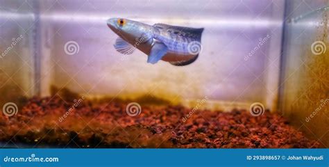 snakehead fish     popularly called channa fish