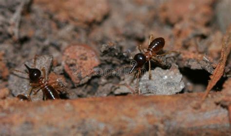 Термит на земле стоковое изображение. изображение насчитывающей ...