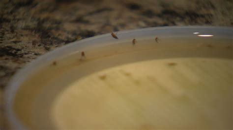 Home invasion: How to get rid of fruit flies fast - Saskatoon ...