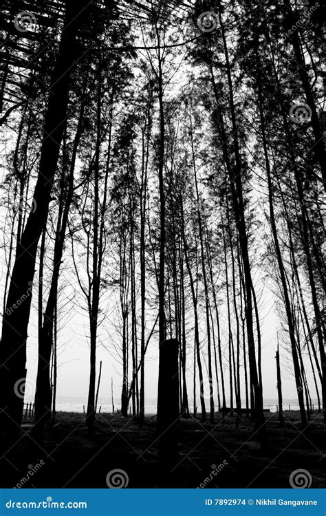 Seashore Trees Background Stock Photo Image Of Coast 7892974