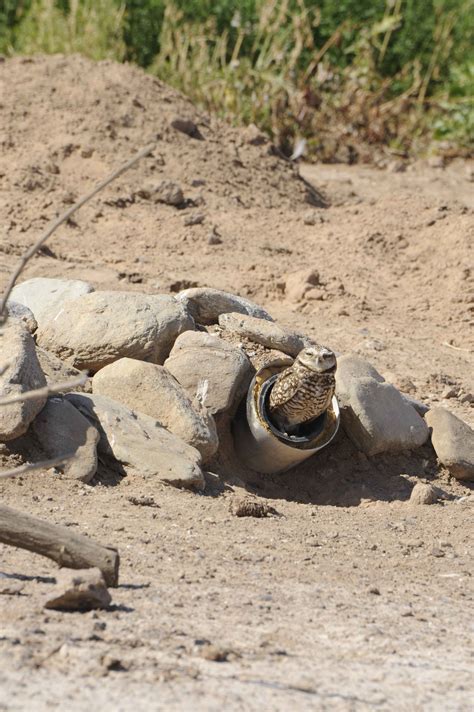 picture burrowing owl artificial burrow