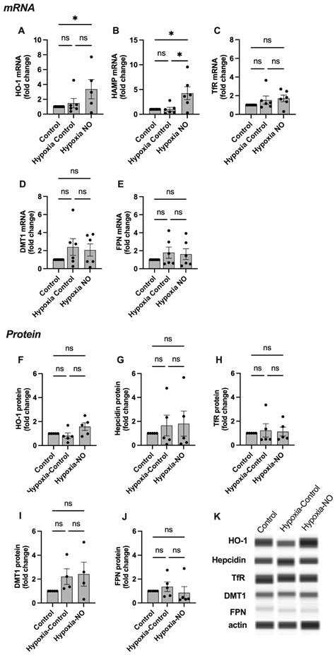 Ijms Free Full Text Nitric Oxide Affects Heme Oxygenase 1 Hepcidin