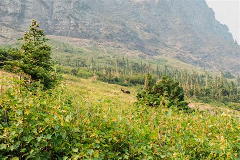 20 Photos to Inspire You to Hike Grinnell Glacier - Catherine Vigen