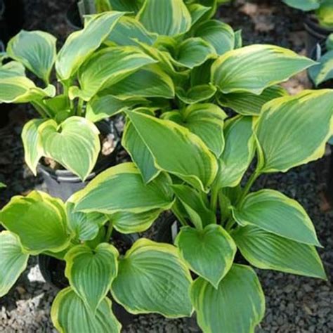 Хоста Don Stevens (Дон Стивенс)🌱 - купить корневища и саженцы в горшках ...