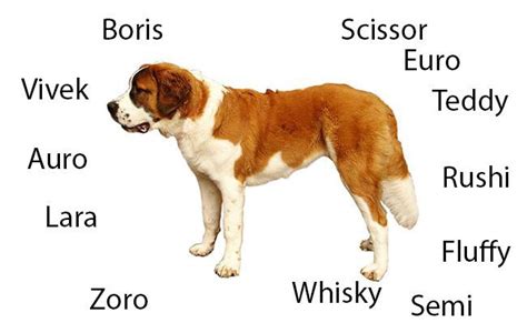 saint bernard complete dog breed information petmoo