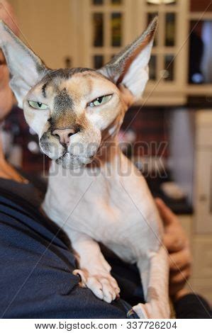 Naked Hairless Cat Image Photo Free Trial Bigstock