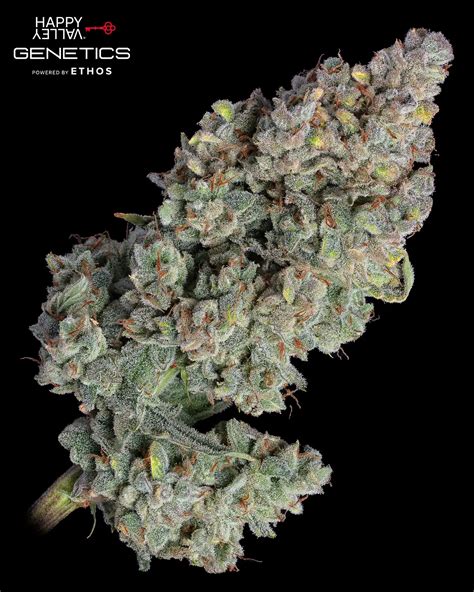 Shortcut Autoflower Seeds - ILGM