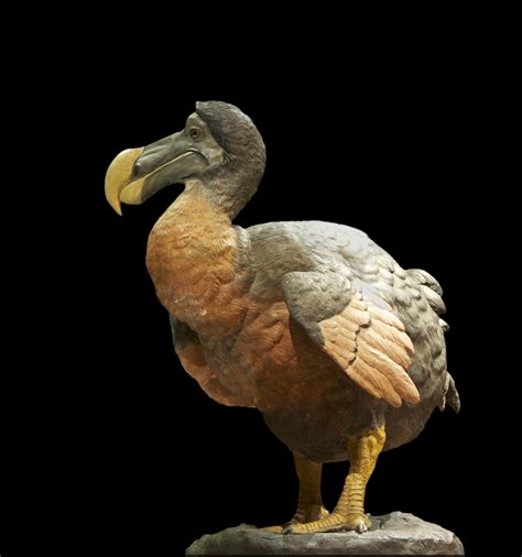 pourquoi loiseau dodo  disparu tout savoir sur le dodo