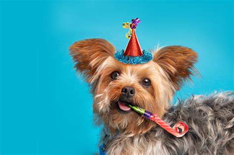 Yorkshire Terrier Ready For Party Stock Photo Download Image Now Istock