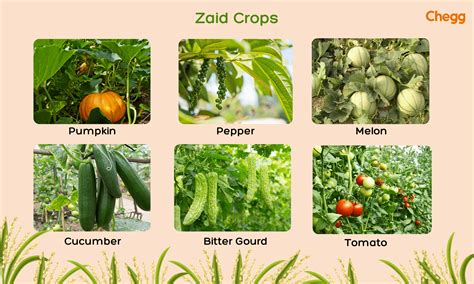crop seasons  india kharif rabi zaid differences