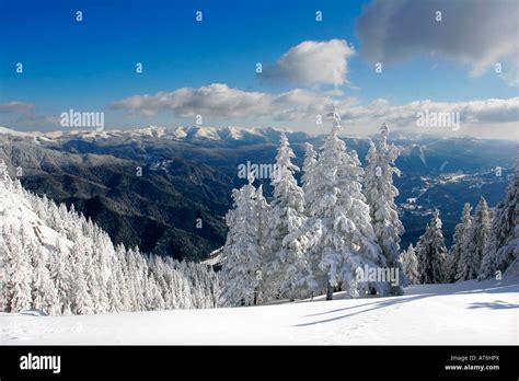 Winter Landscape With Pine Trees Covered By Snow Stock Photo Alamy