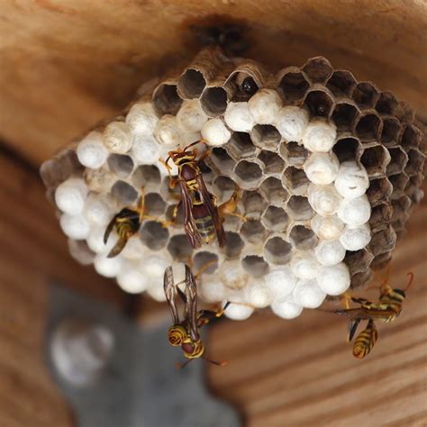 Methan Herzhaft Pharmakologie bienen nisten im tisch Genesen Alle Küste