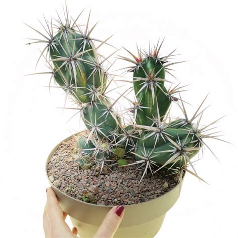 opuntia invicta  cm cactaceae giromagi vendita piante grasse