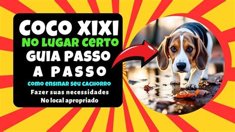 Como Ensinar Seu Cão a Fazer Xixi e Cocô no Lugar Certo Um Guia Passo a