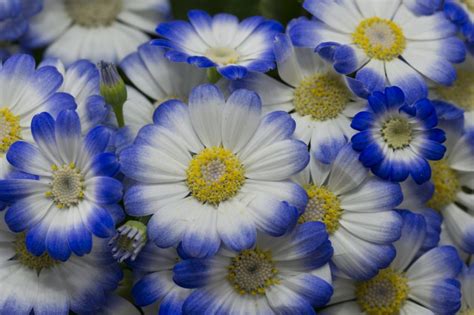 Aschenblume Pflegen Gie En D Ngen Berwintern Mehr L Useblume