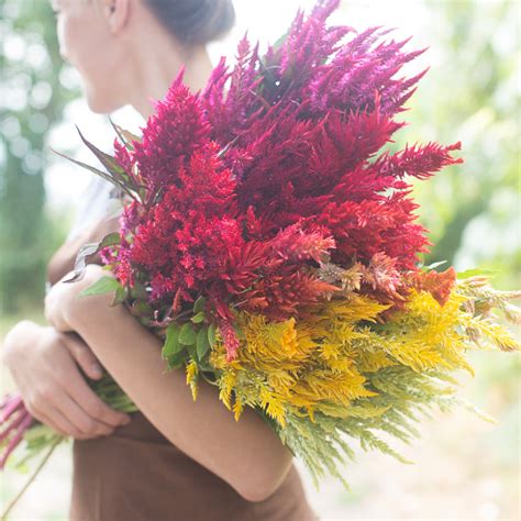 Celosia Pampas Plume Mix – Floret Shop