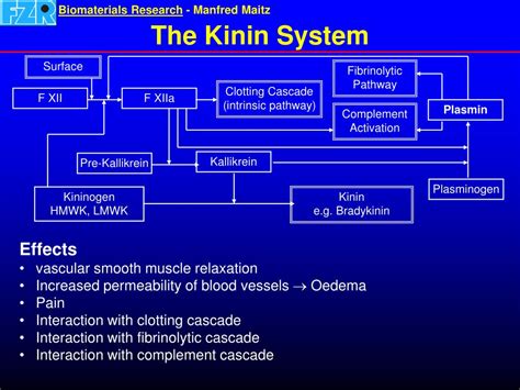 PPT - The Complement System and Kinin System PowerPoint Presentation, free download - ID:358399