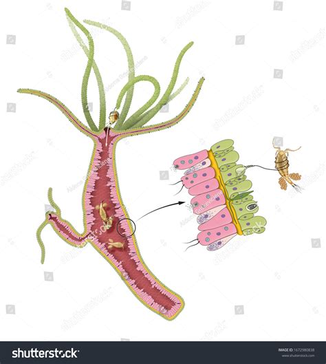 Hydra Anatomy: Over 88 Royalty-Free Licensable Stock Illustrations