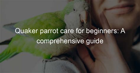 Quaker Parrot Care For Beginners A Comprehensive Guide For The Parrot