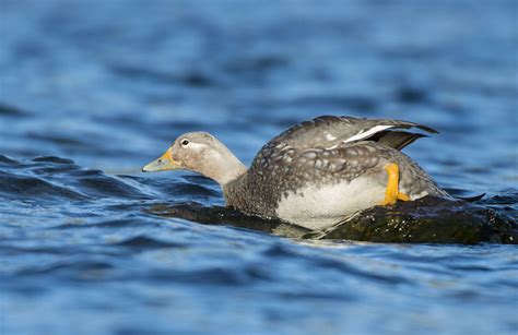 Flying Steamer Duck - Owen Deutsch Photography