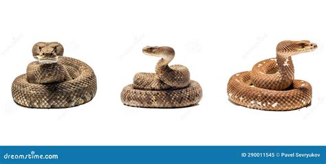 Rattlesnake Animal Coloring Page For Kids Vector Illustration
