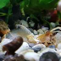 Карпы Кои | отзывы