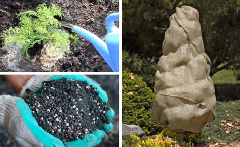 Блакитна туя Блю Кон, ялівець Блю Ерроу: фото та опис сортів, посадка і ...