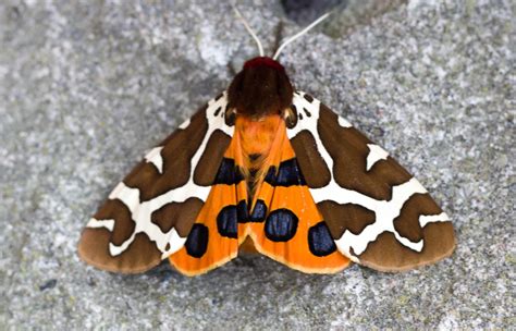 Great Tiger Moth Poland One Of My Favorite Moths Rmoths