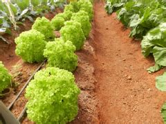 Кокосовый субстрат отпом изделия из кокосового волокна