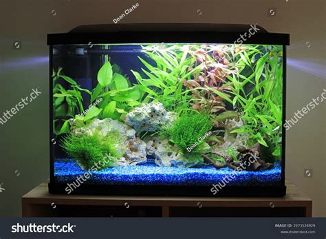 Cool Fish Bowl Ideas