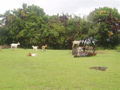Frequently asked questions about holidays in St Kitts & Nevis - Just St