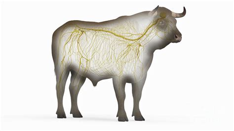 Cattle Nervous System Photograph By Sebastian Kaulitzkiscience Photo