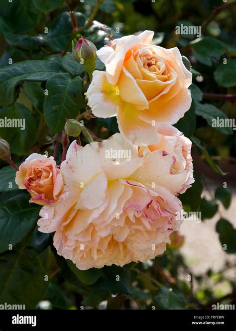 Crown princess margareta flowers hi-res stock photography and images ...