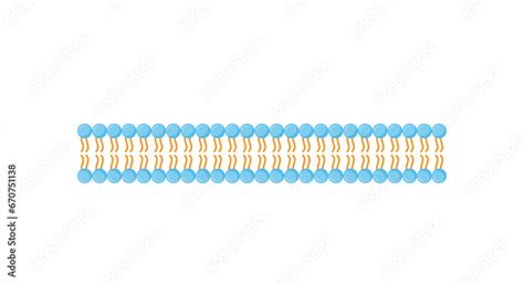 Phospholipid Bilayer Structure. Hydrophilic Heads and Hydrophobic Tails ...