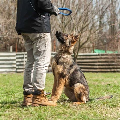 Do German Shepherd Puppies Bark A Lot