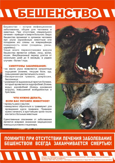 Листовка «Бешенство» | ГБУЗ Волгоградский областной центр медицинской ...