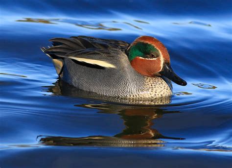 Male teal duck by NurturingNaturesGift on DeviantArt