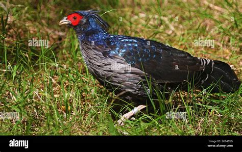 kalij pheasant bird  hawaii stock photo alamy