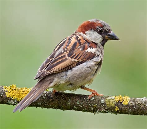 House sparrow | Urban, Passer Domesticus, Invasive Species | Britannica