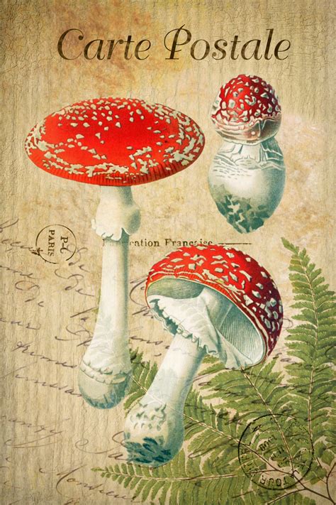 vintage postcard mushrooms toadstool  stock photo public domain