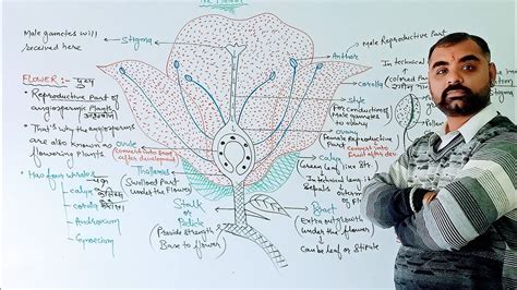 Morphology Of Flowering Plantfloral Formulafloral Diagramdrpankaj